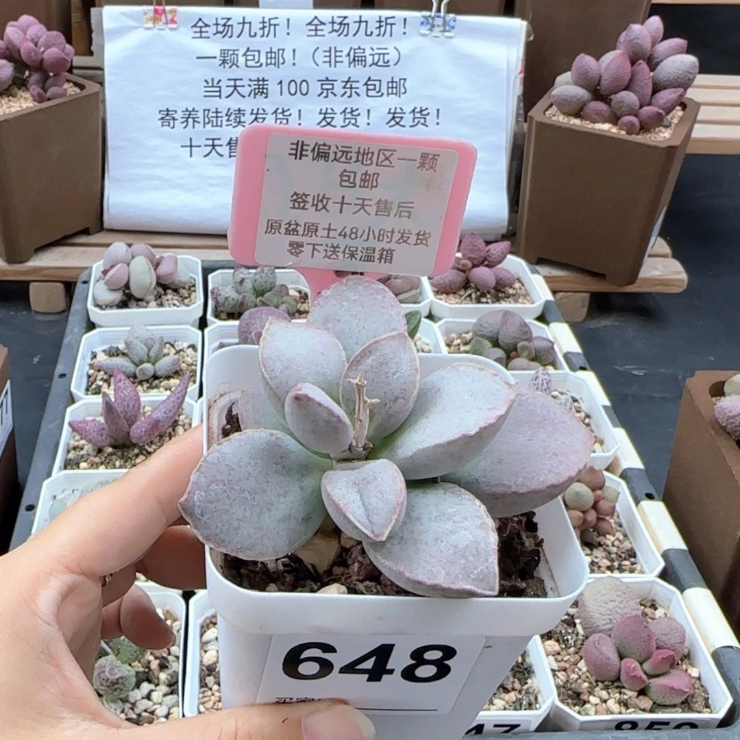 648金牛座多肉植物