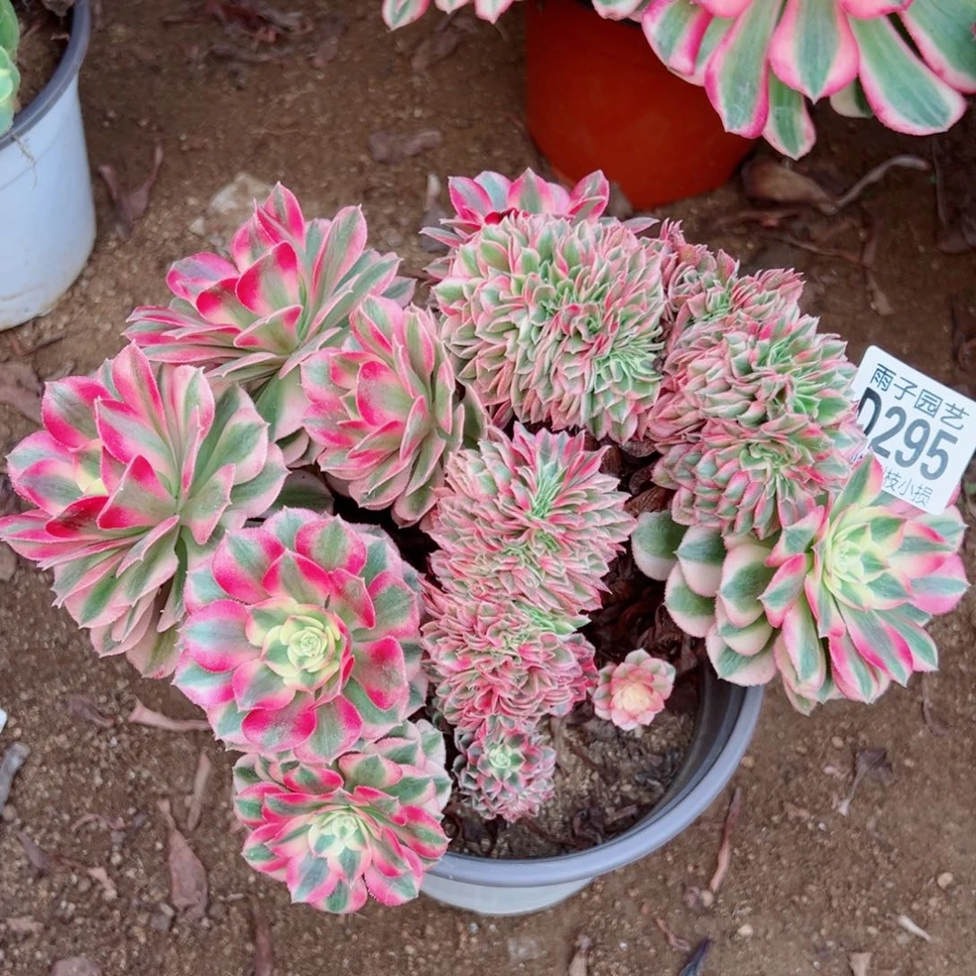 295倾城缀化雨子多肉植物