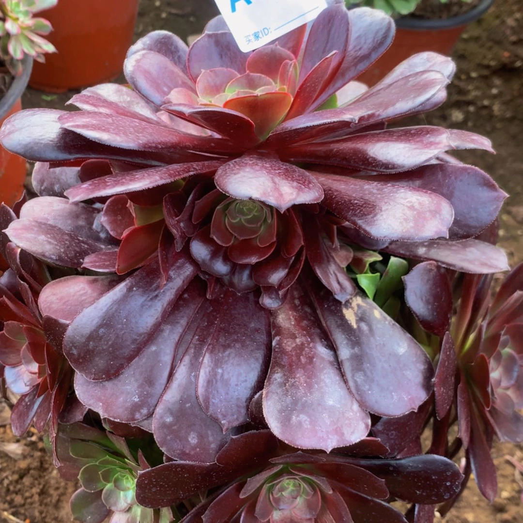 【闪购商品】96欧姿多肉