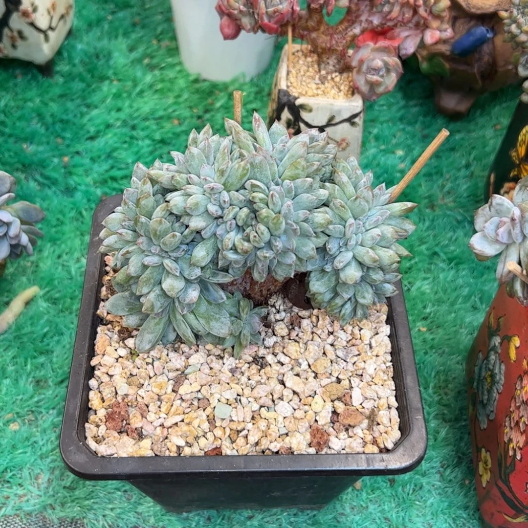 星影缀化星影缀化