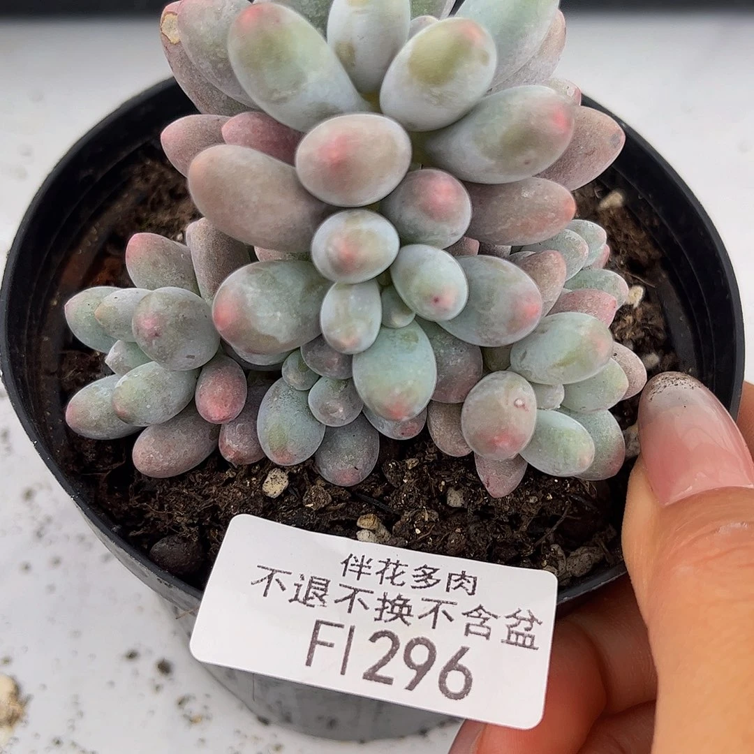 296-香水手指奶多肉5cm多肉