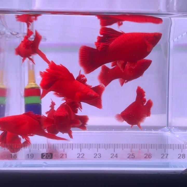 海水鱼高鳍红箭亚成4公6母