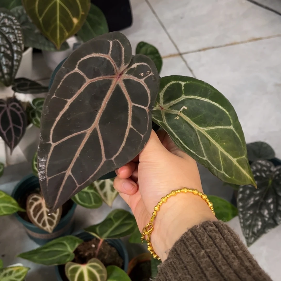 无花朵006 紫水晶