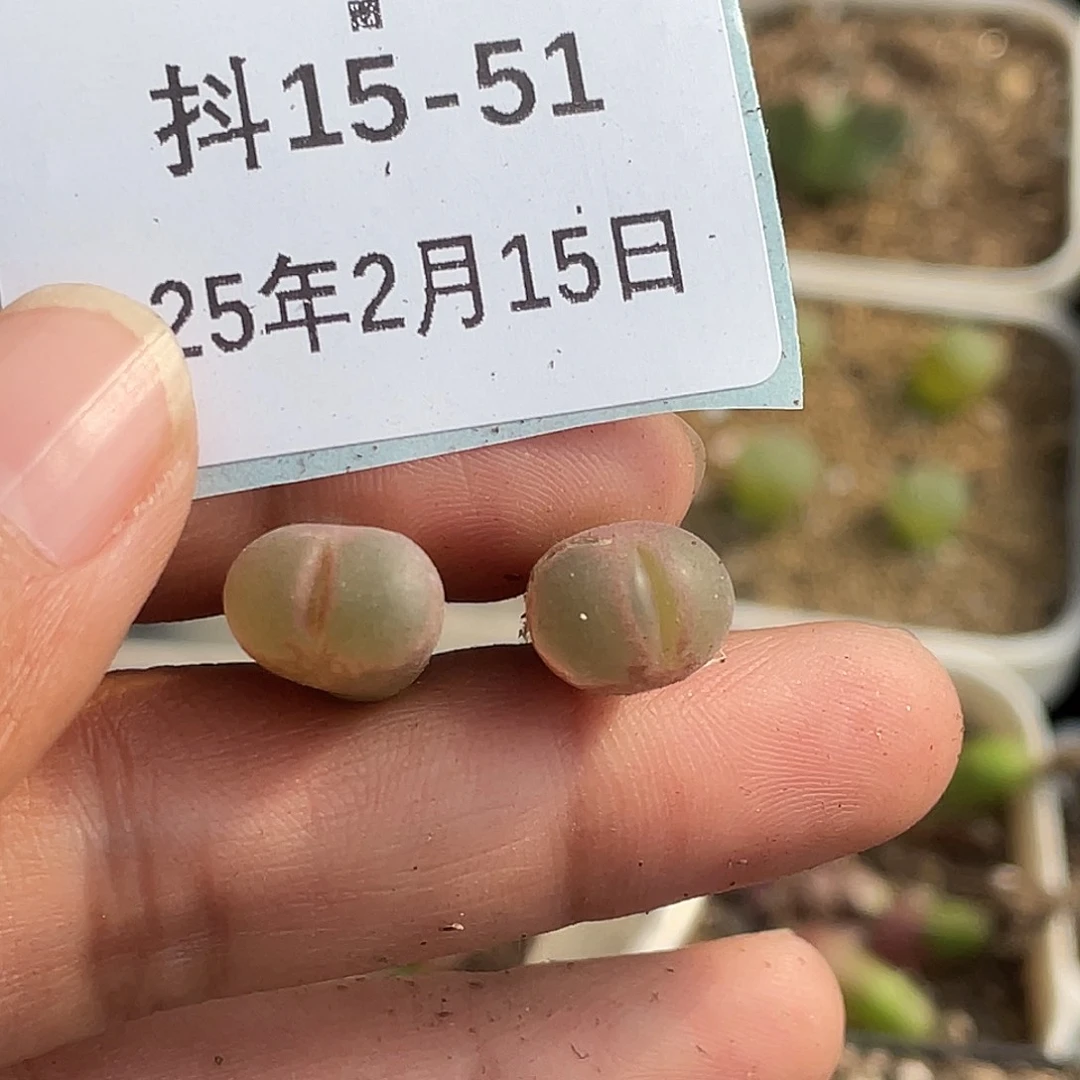 春****子15-51肉锥多肉植物