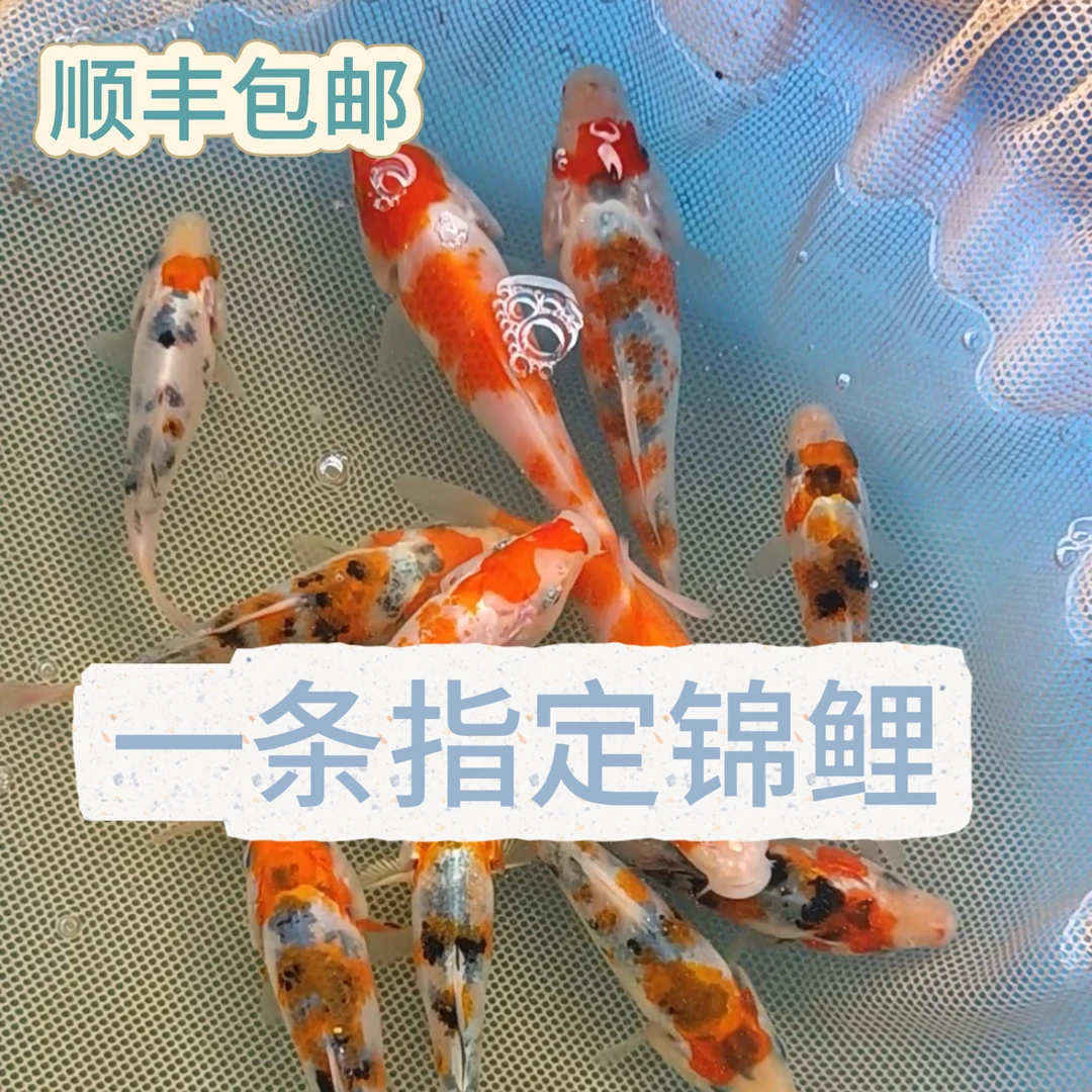 1条10cm+精品锦鲤