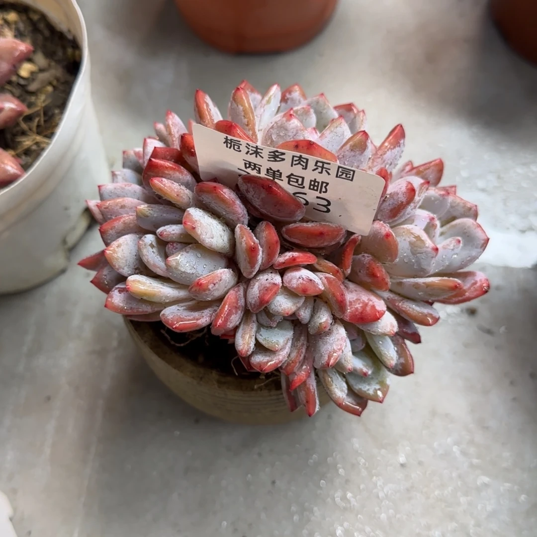 25-63雪天使多肉植物