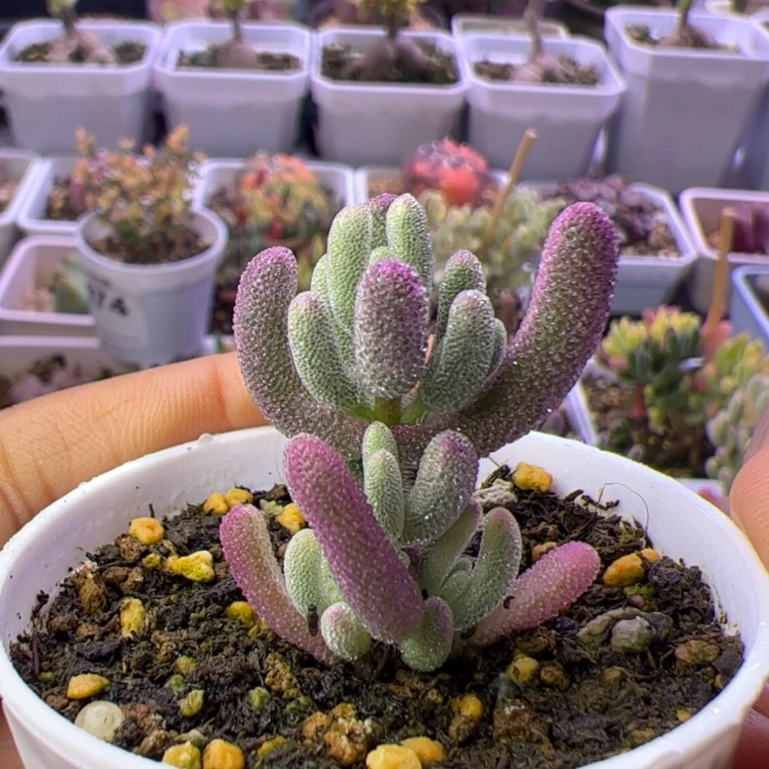 026多肉植物枝干超紫