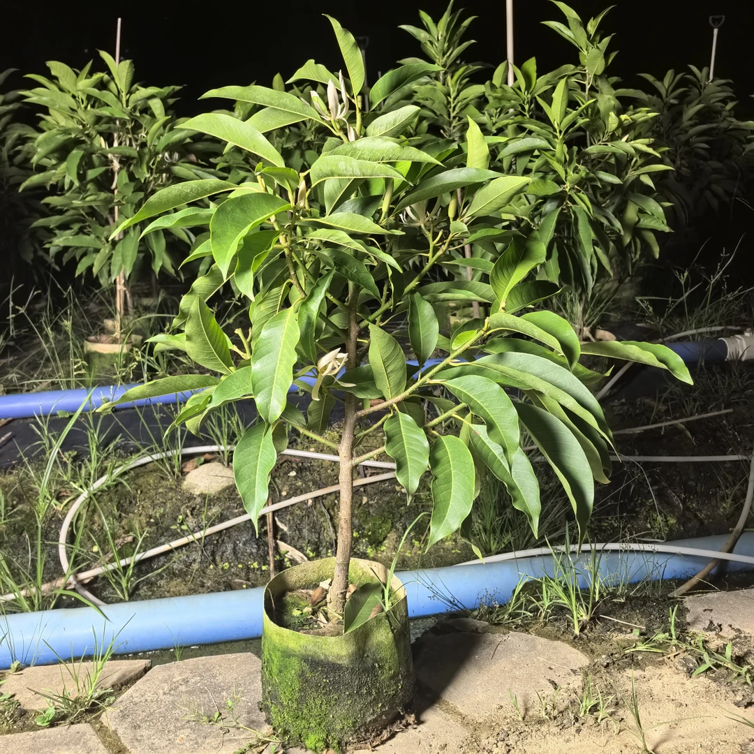 白兰花棒棒糖型树苗