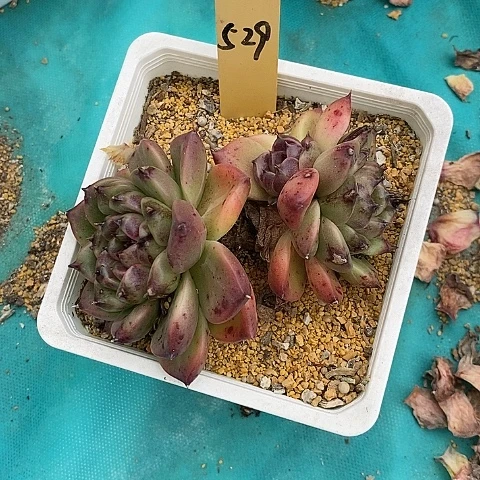 夜**兰529多肉植物老桩