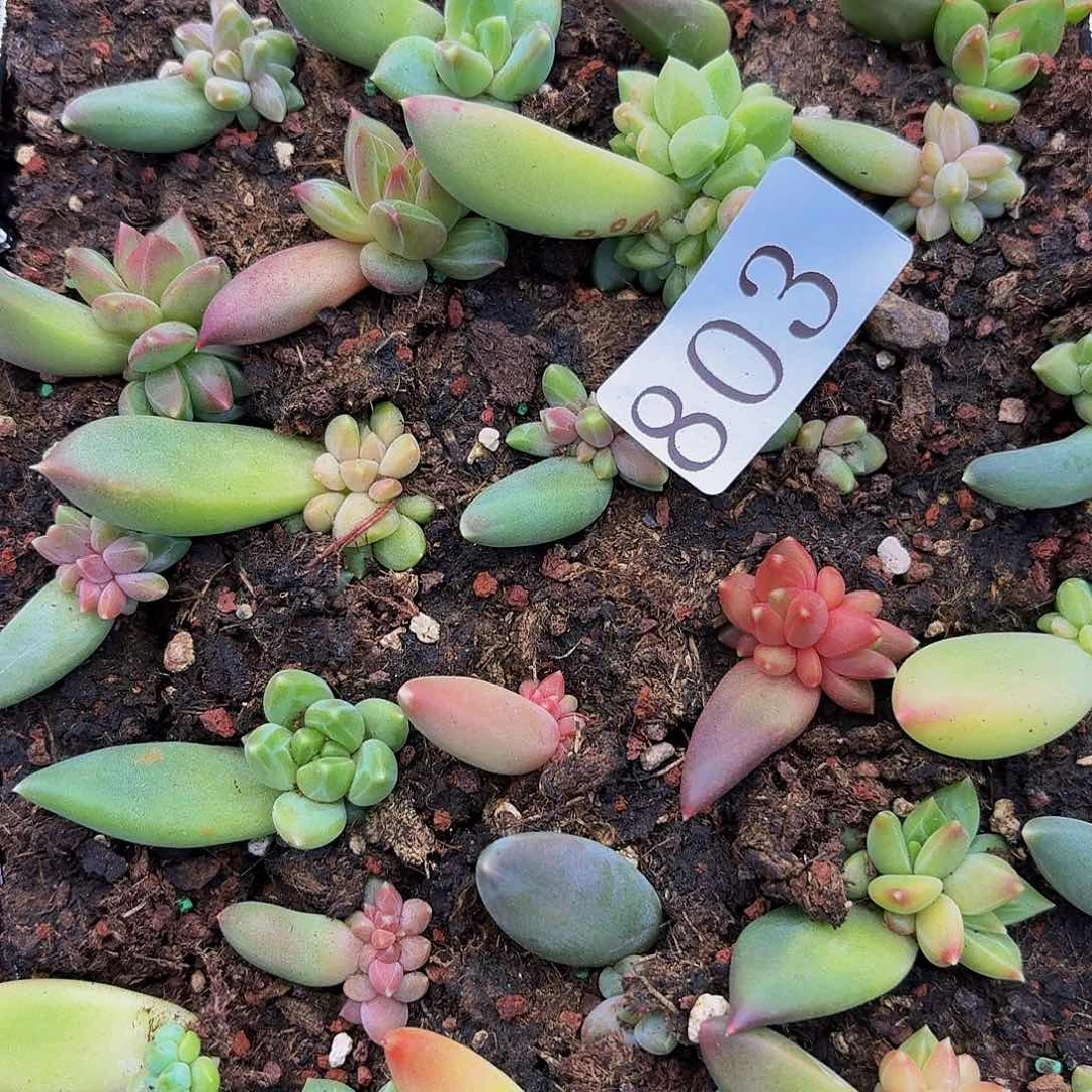 P多肉植物多肉植物803