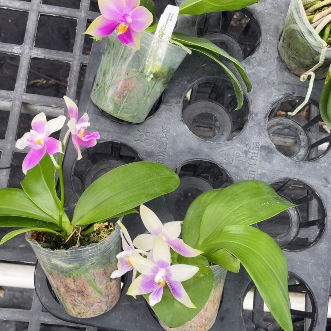 完全开放110叶瑕花期不保