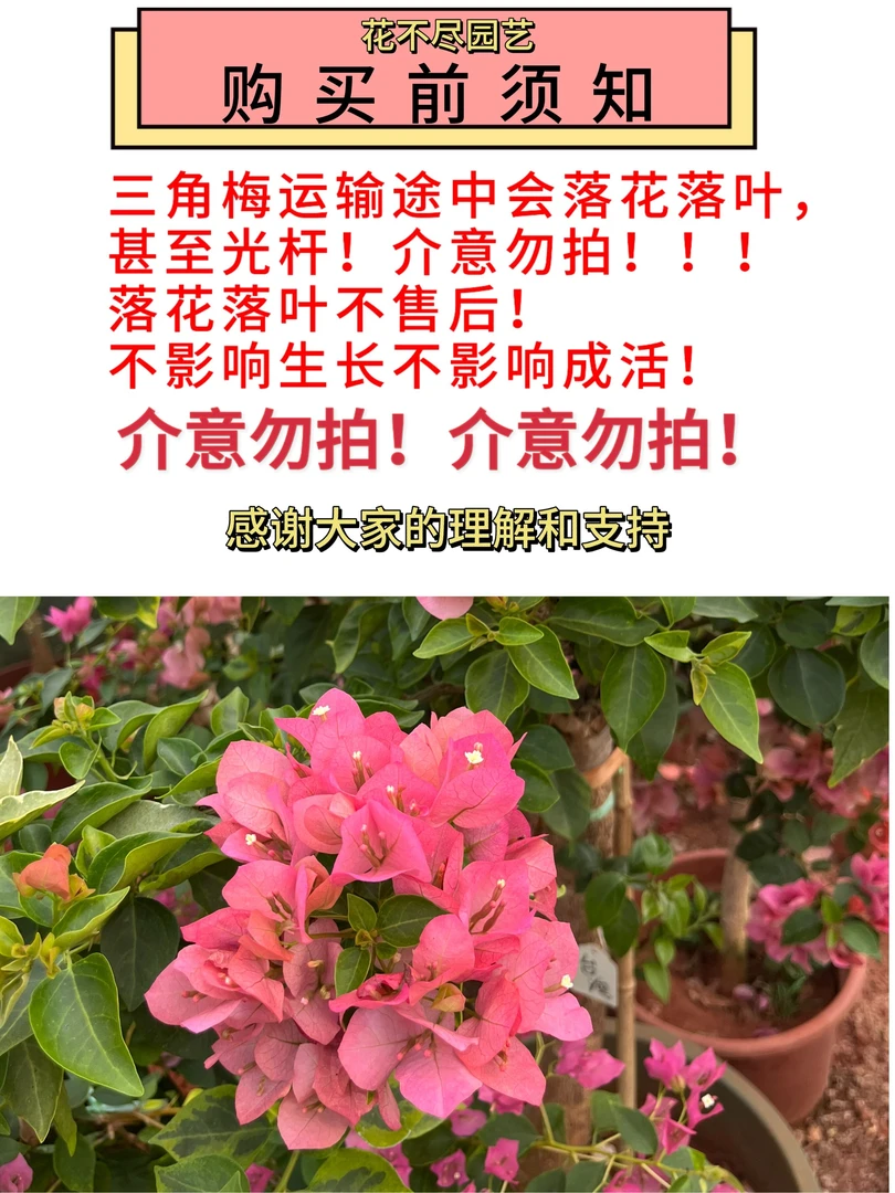 一物一拍三角梅（会落花落叶，甚至光杆）