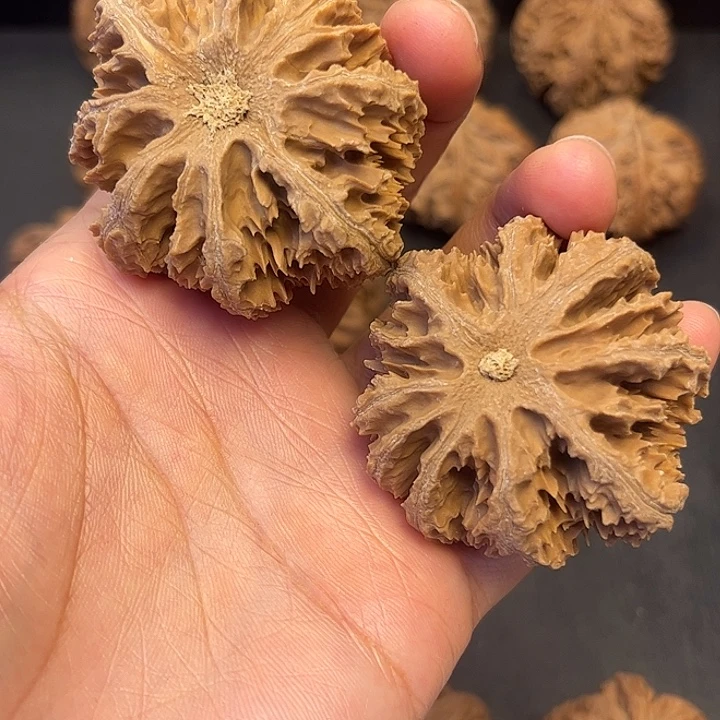 核桃秦岭突突突突突突突