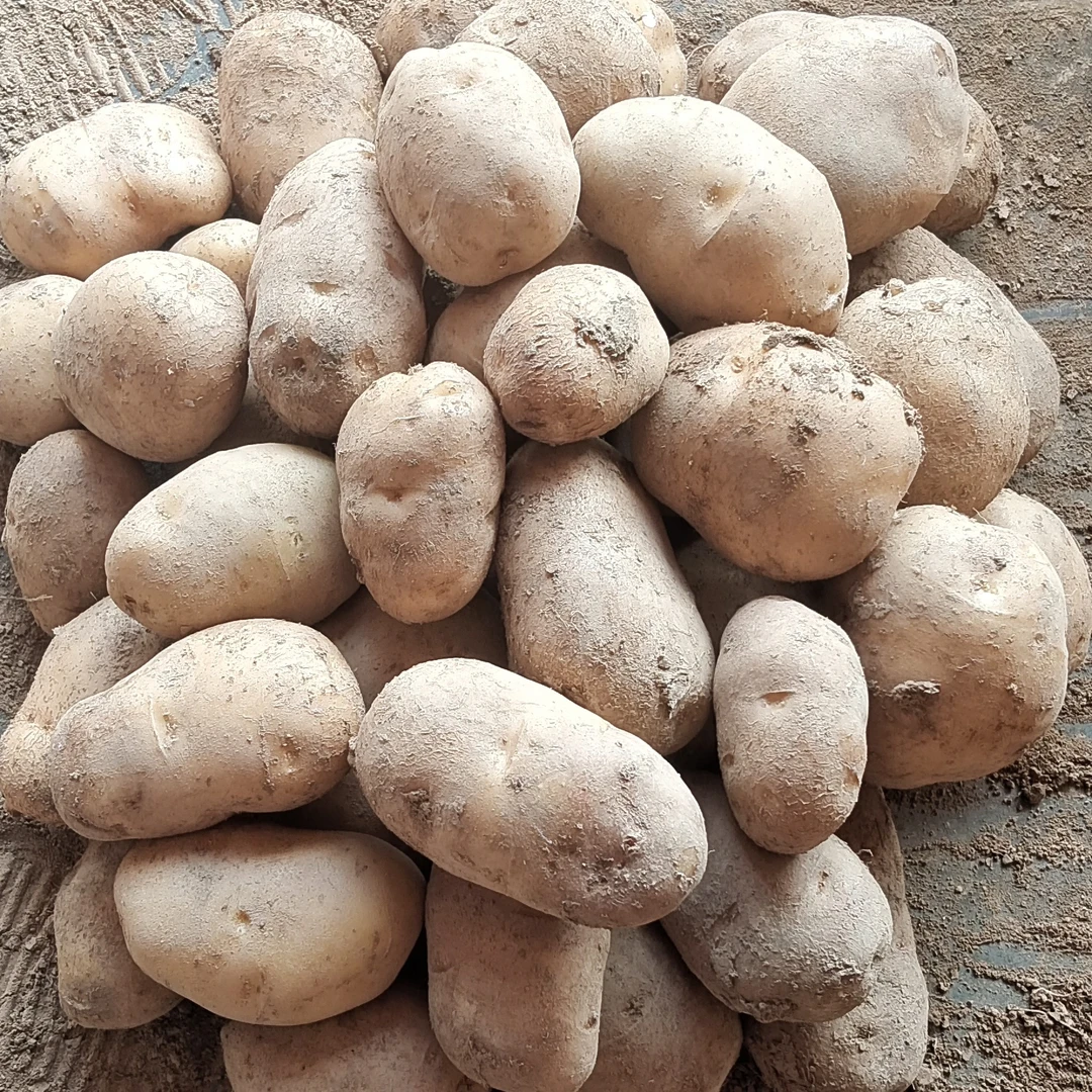 马尔科土豆 湖北恩施马尔科洋芋马铃薯