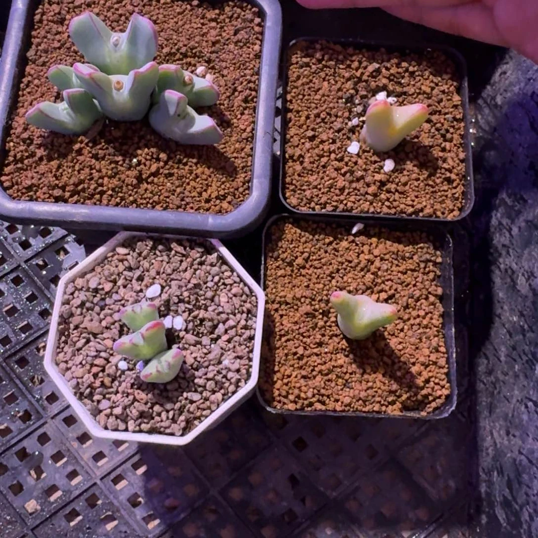 ࿐****多肉4颗.......寄养年后带盆土