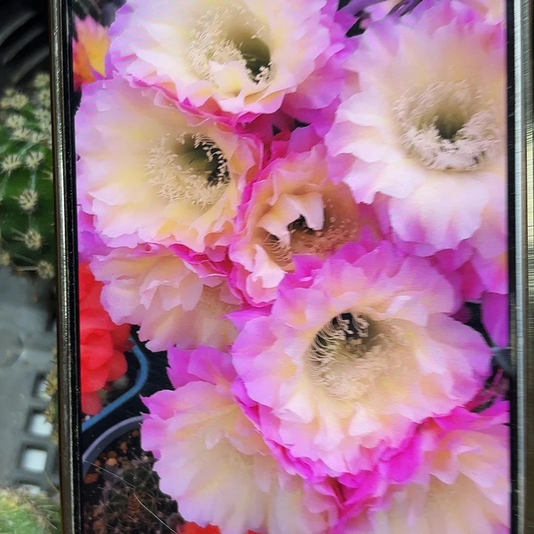 彩马丙侧牙满20元包邮57