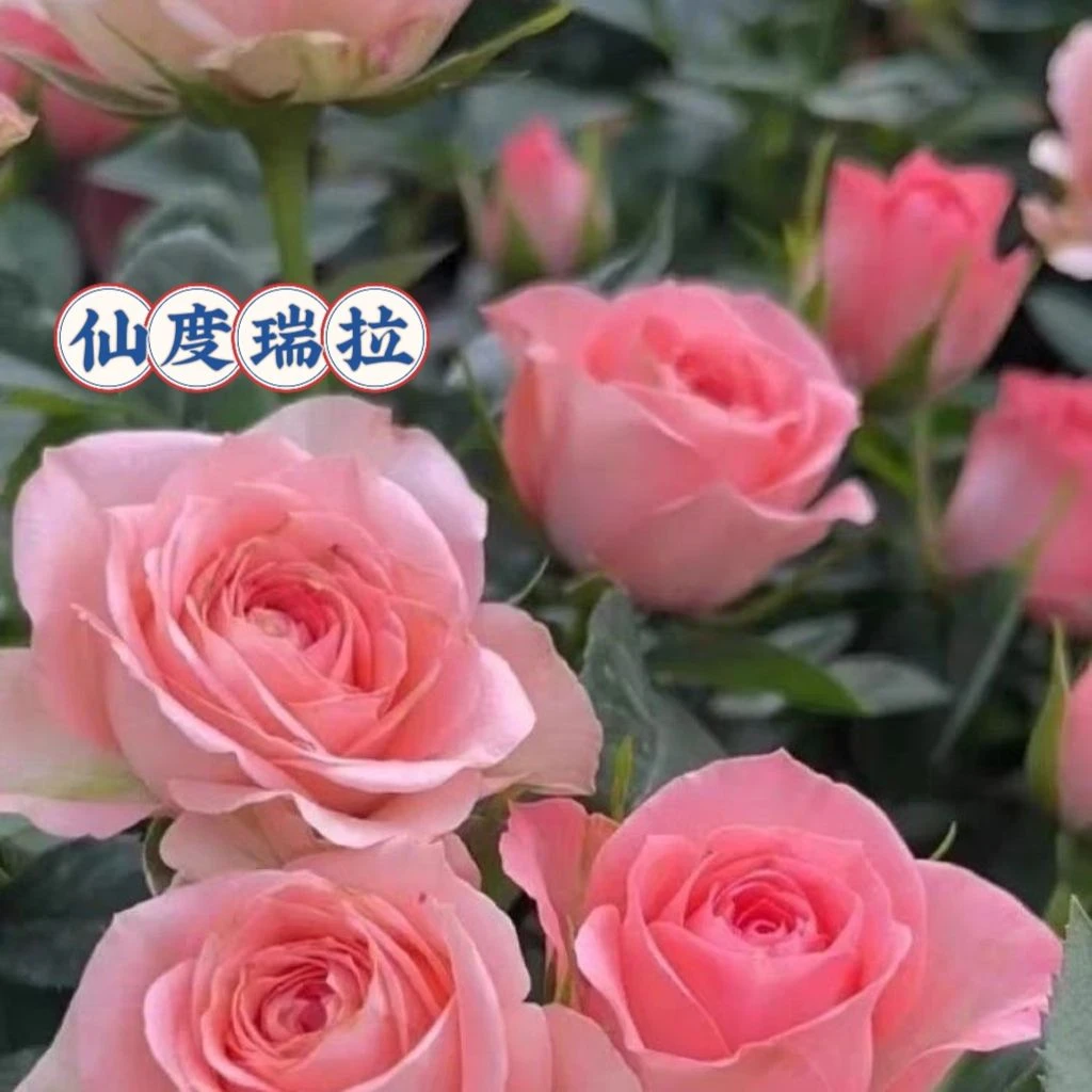 两加仑仙度瑞拉盆栽地栽阳台庭院四季开花老桩