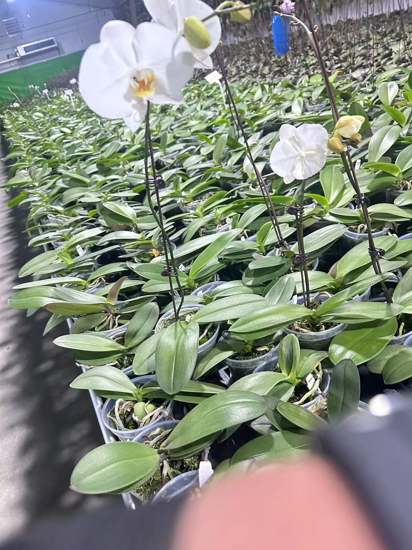 YSS1148 剪花剑 苗株 3寸 少根 微瑕疵 鲜花绿植