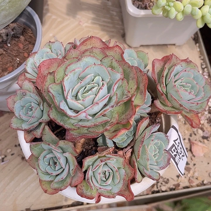 奶油黄桃2637多肉植物