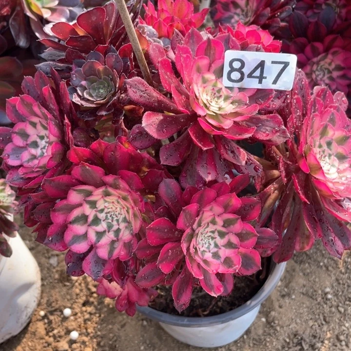 847多肉植物红铜白