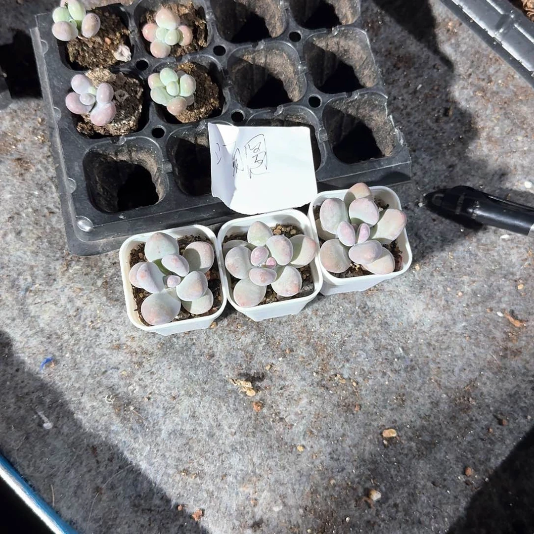 汤圆一物一拍专拍
