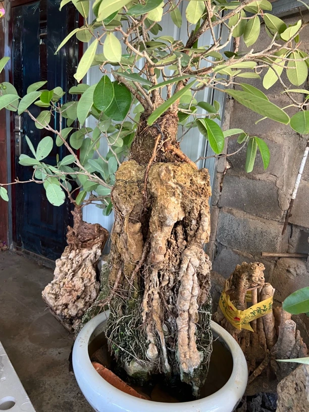 请不要乱下单 石头大小不一样 价格不一样 请问好尺寸