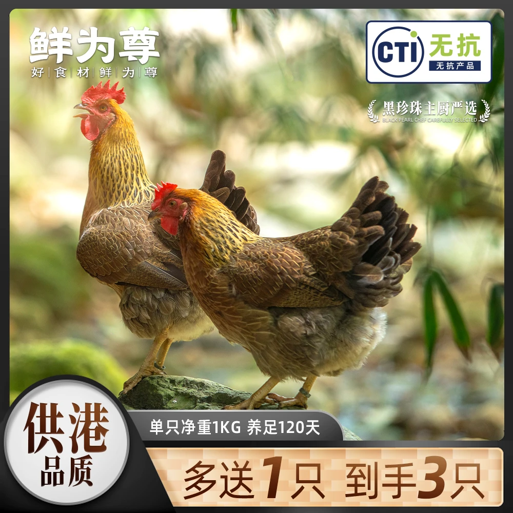 【拍下到手3只】无抗鸡广东清远土鸡深山散养1kg/只共3只清远鸡