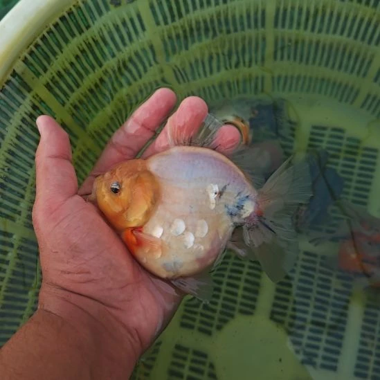 闪鳞泰狮金鱼将军