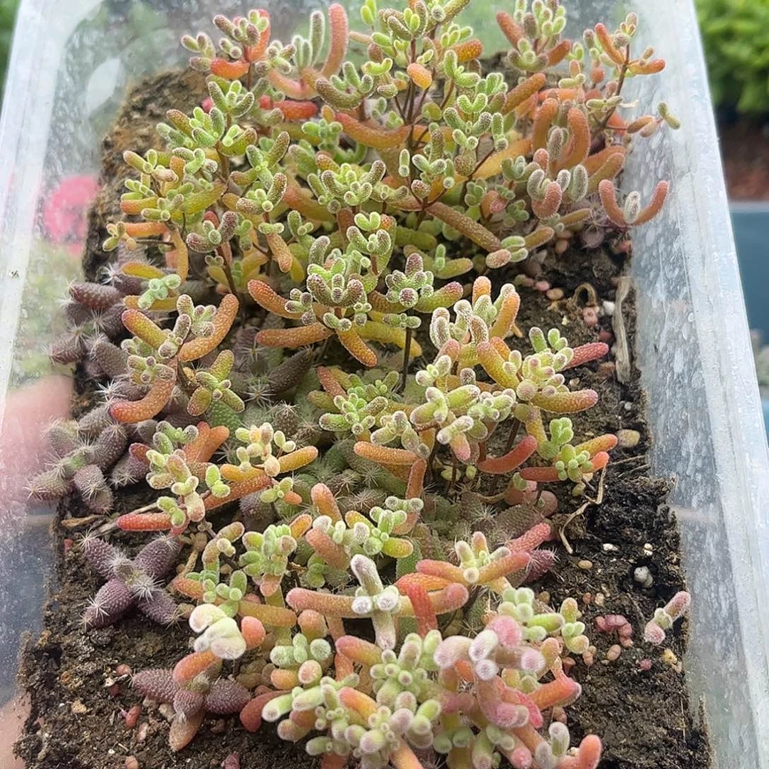 10混播切糕优选枝干番杏