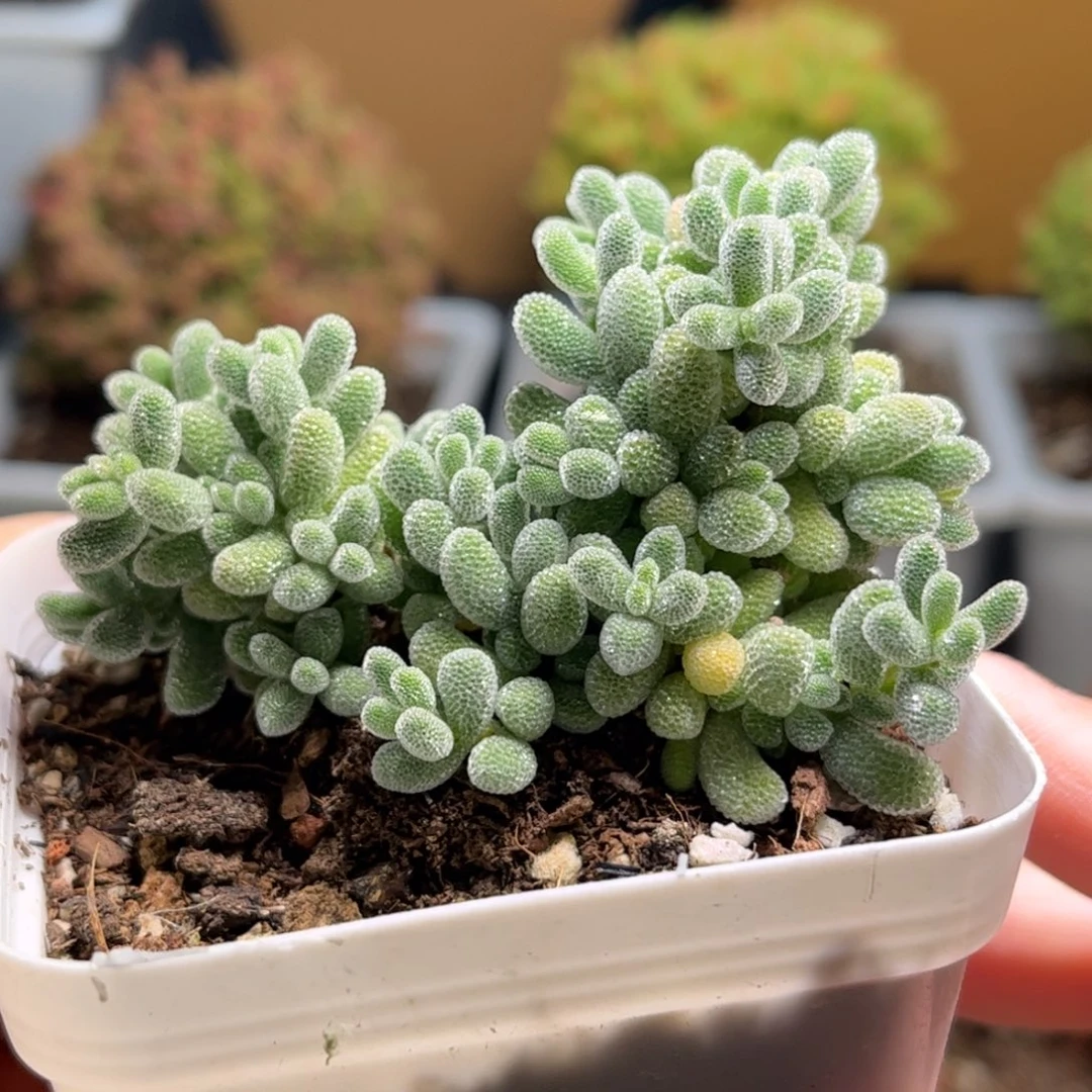 006冰晶优选枝干番杏