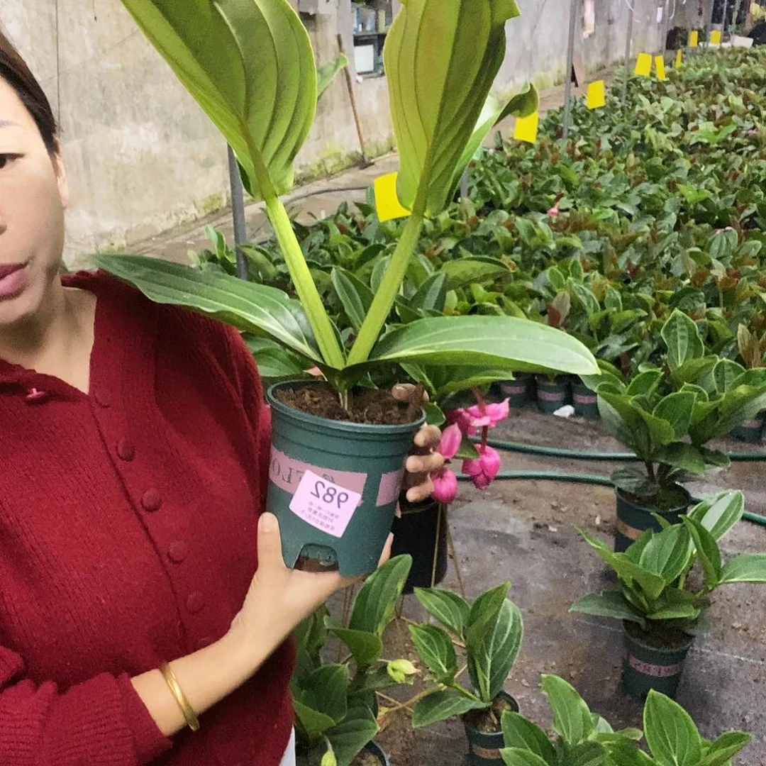木本植物蓝*蝶木本花卉982