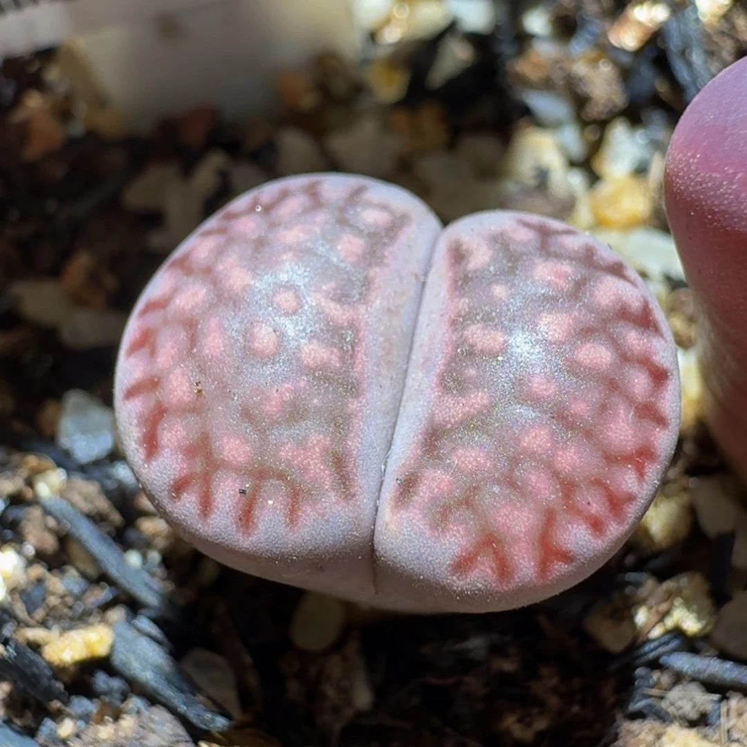 Sssss精品生石花561
