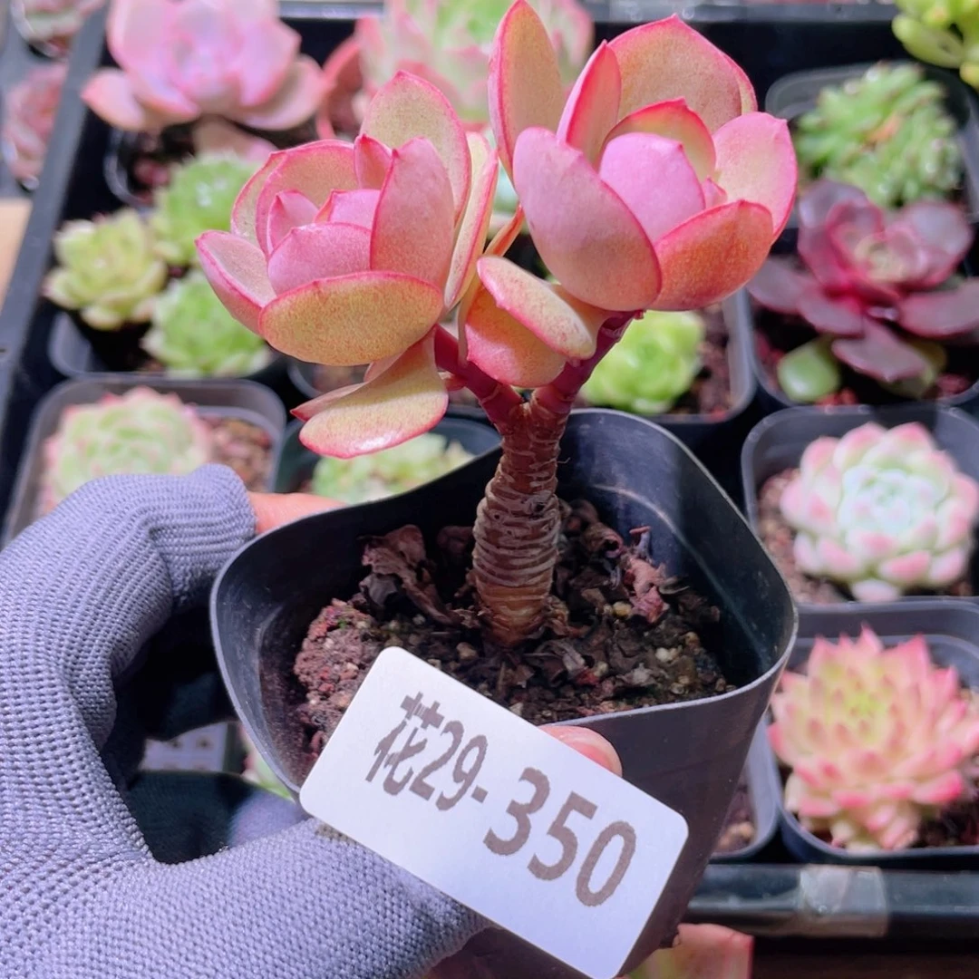 花利美29-350秀妍