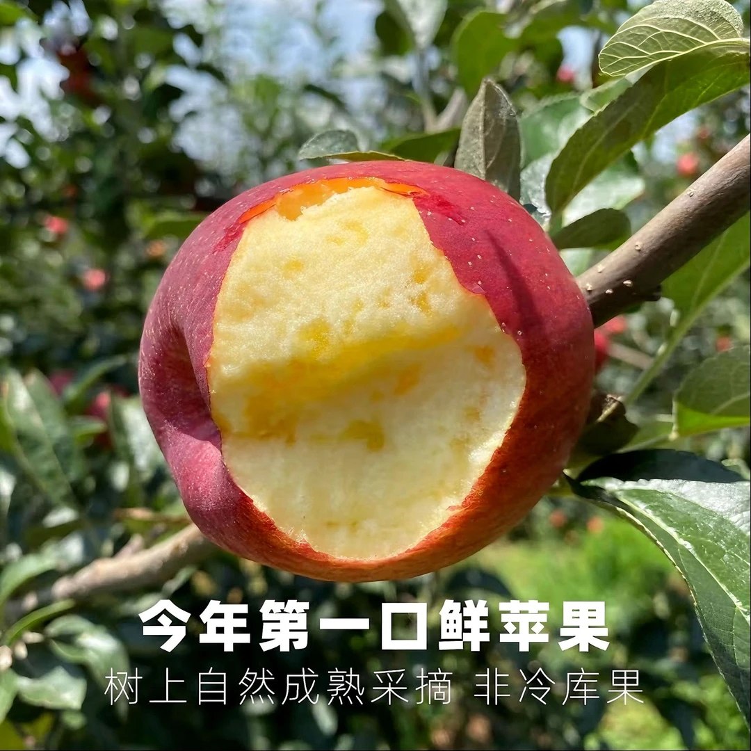 b【次日达】正宗大凉山盐源丑苹果现采现摘整箱发货新鲜水果包邮四川省