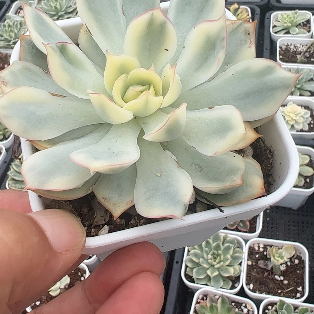 贝***1多肉植物多肉植物