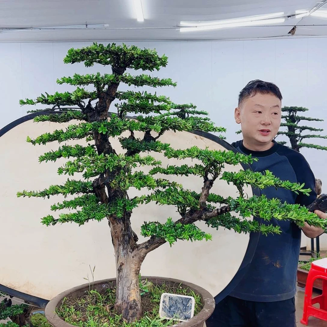 无花朵心*盆景制作过程非常