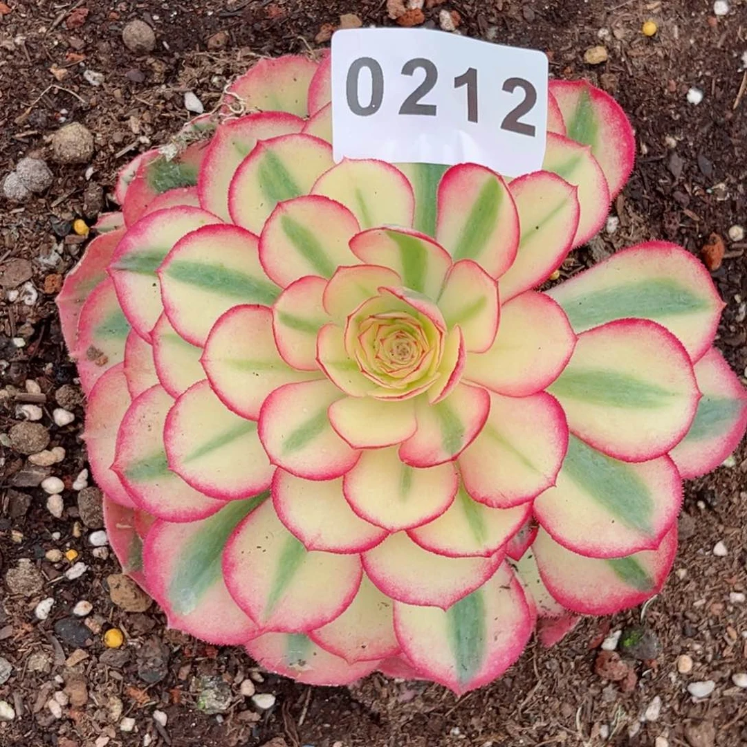 荔枝多肉特价发货