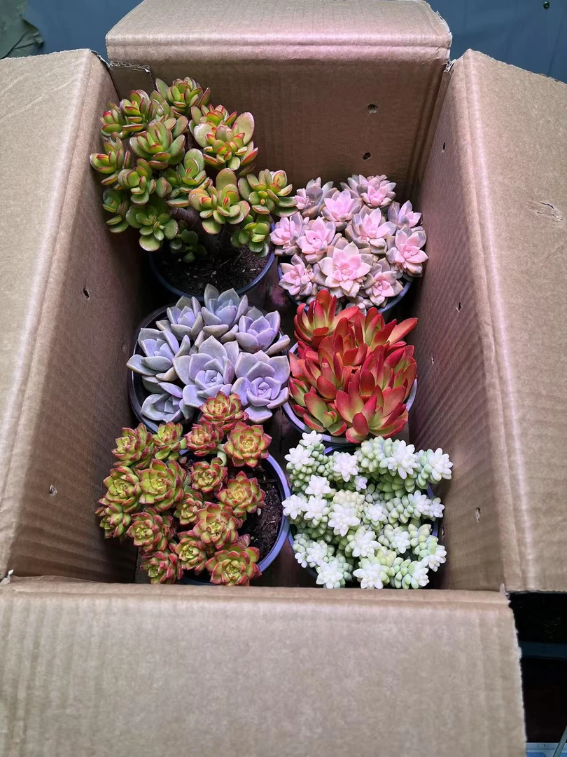 精品多肉植物套餐组合(到手6盆花)