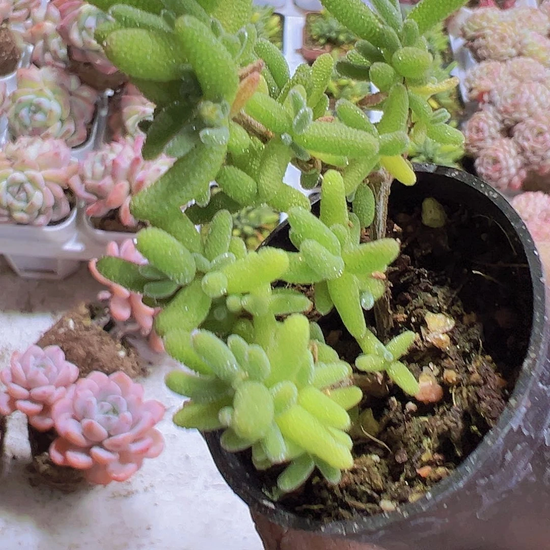 糖球19包邮多肉植物