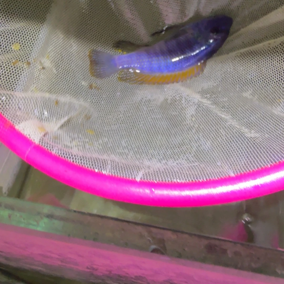 慈鲷鱼69号松比西头小