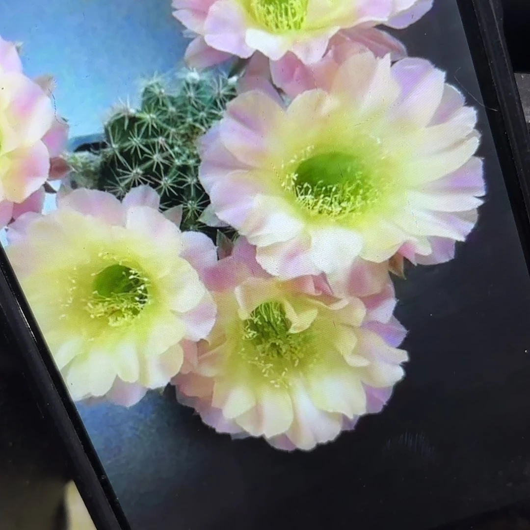 水蜜桃彩侧牙20包邮45