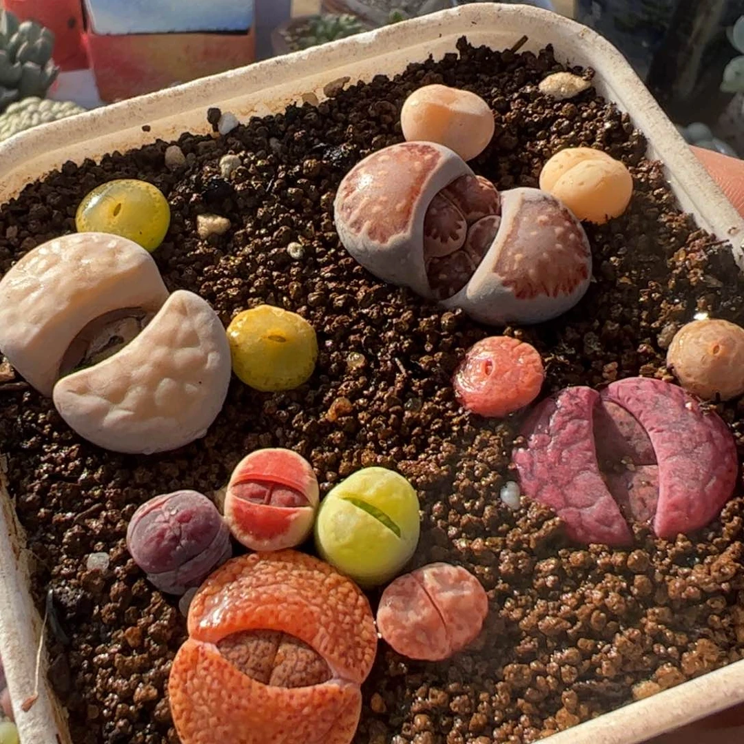 半价一组多肉植物百科