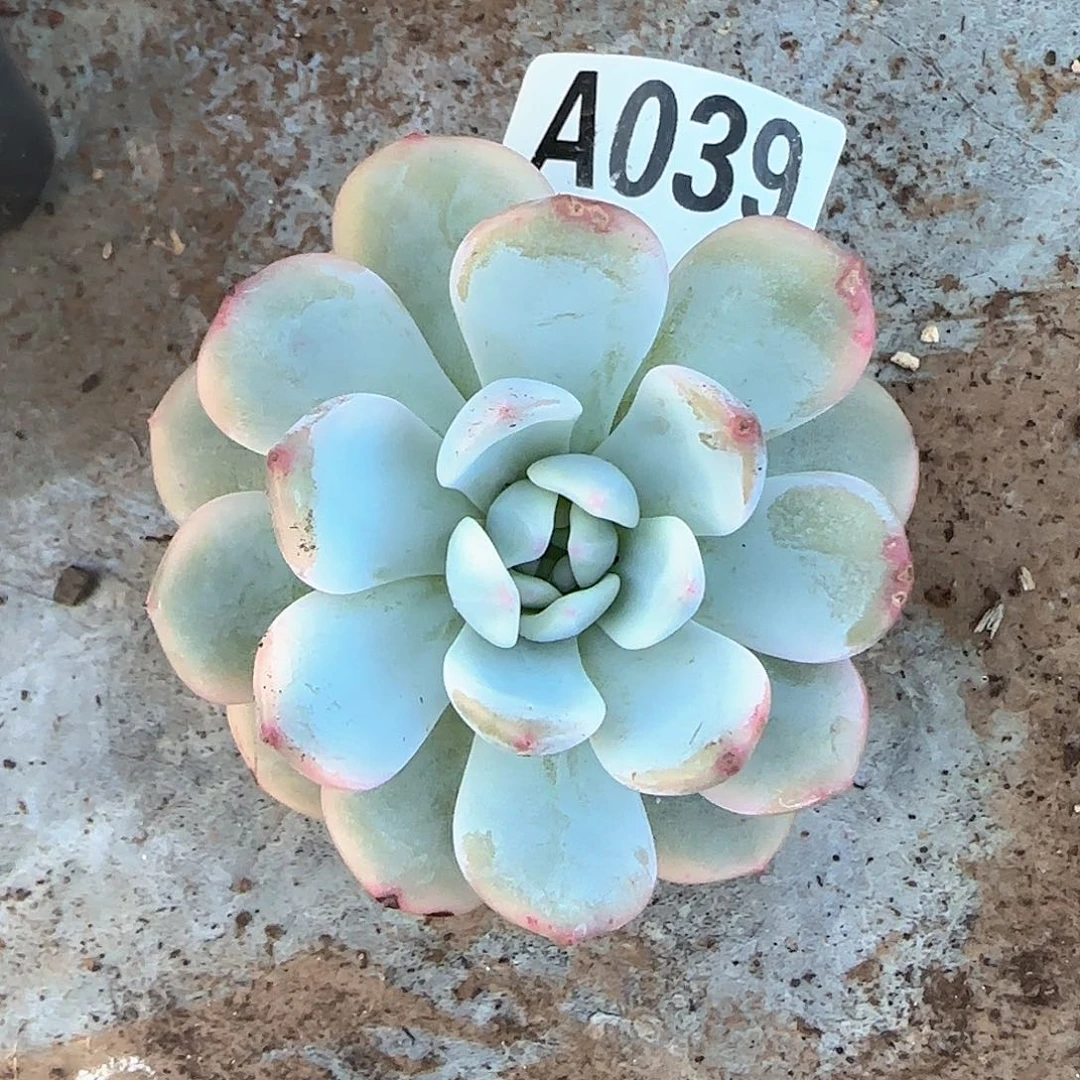 梦露锦A039tyuivbnm