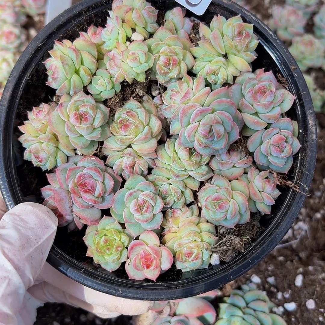 闻***?多肉植物多肉植物84