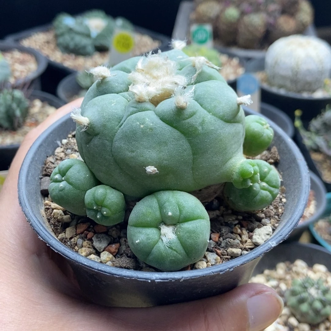 芊***芊专拍链接123456789