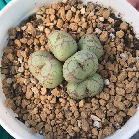 多肉肉锥 白花猴脸