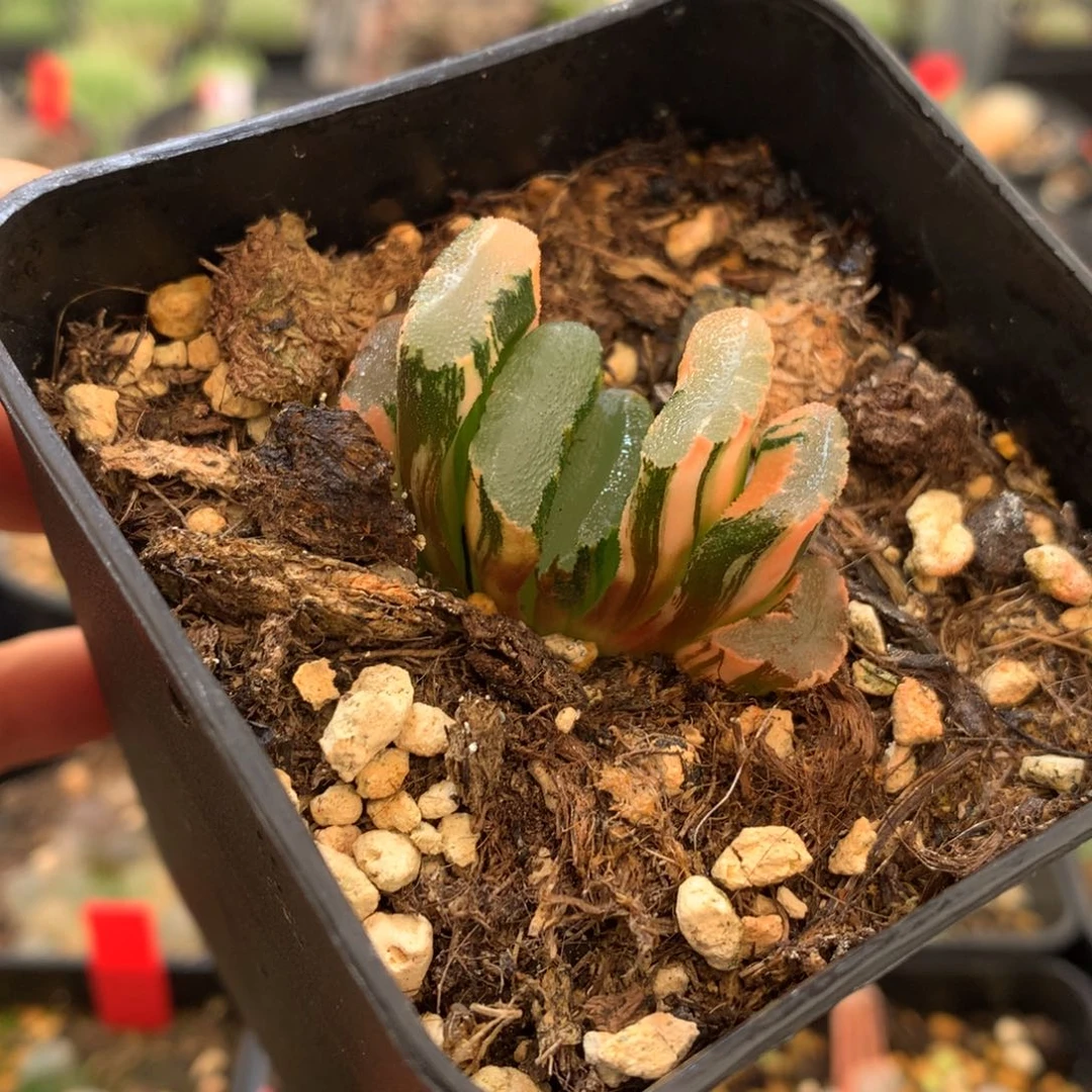 抓****爪玉扇锦，带盆发货