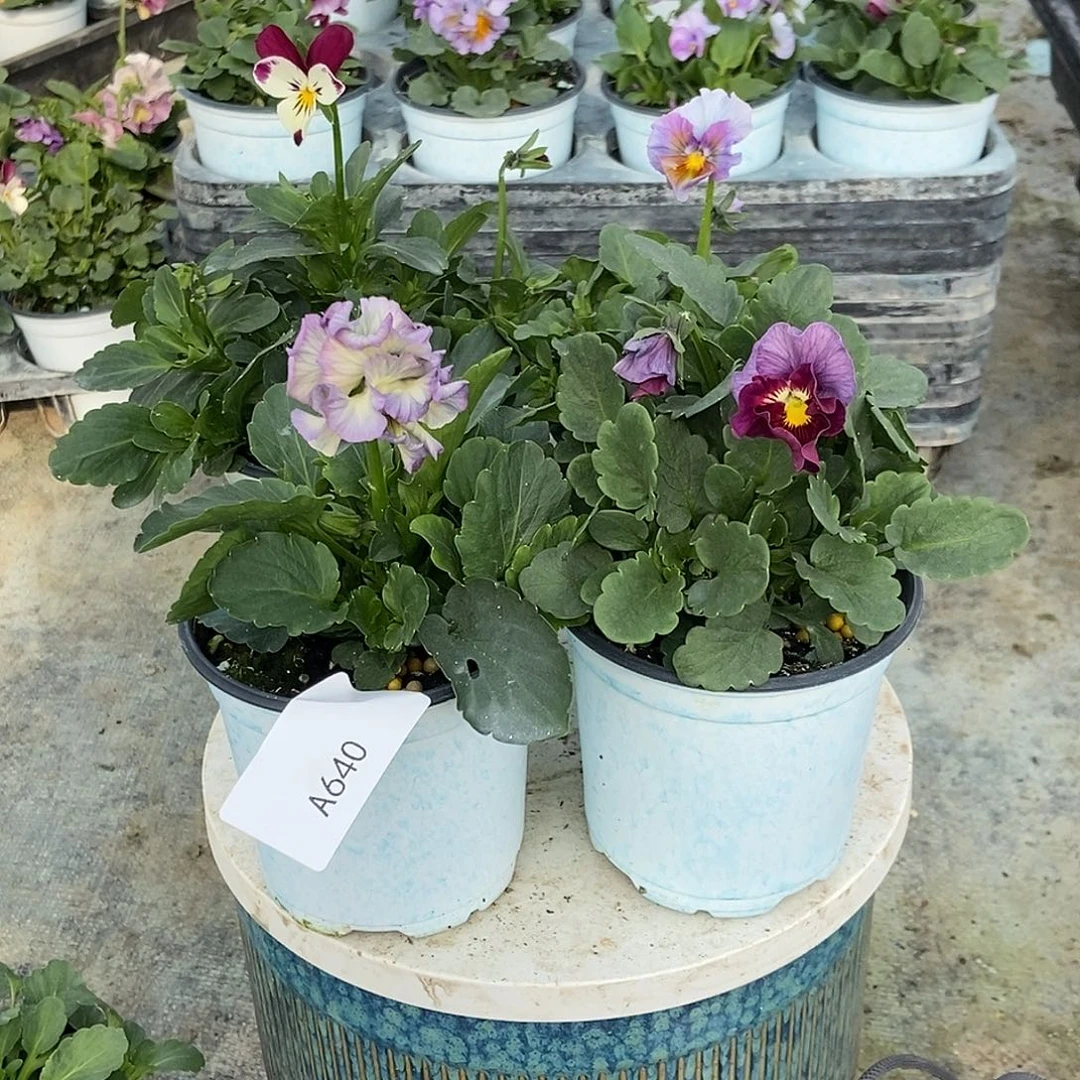 大部分花苞少量开放640