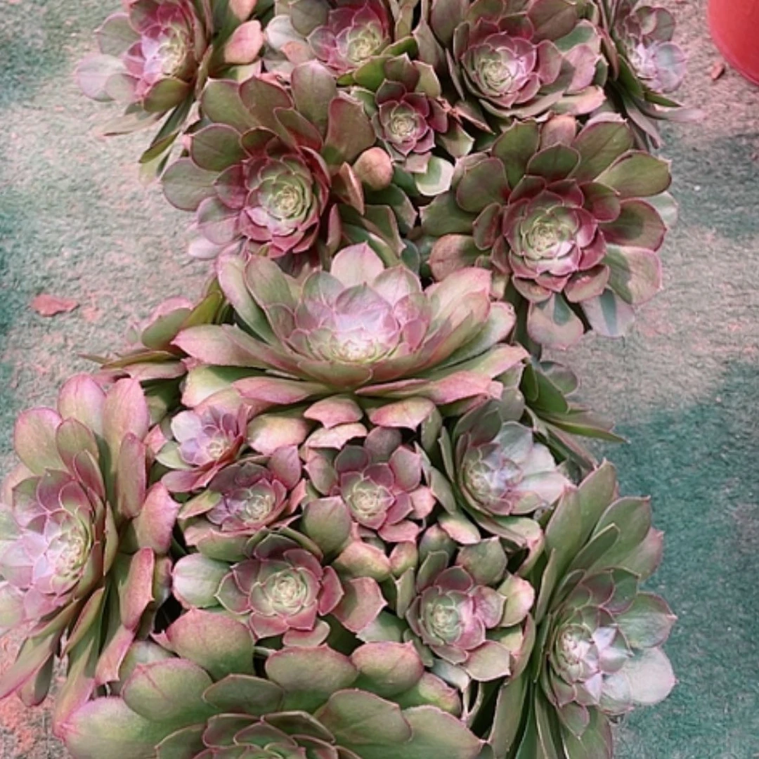 【闪购商品】法师好看也好养万圣节