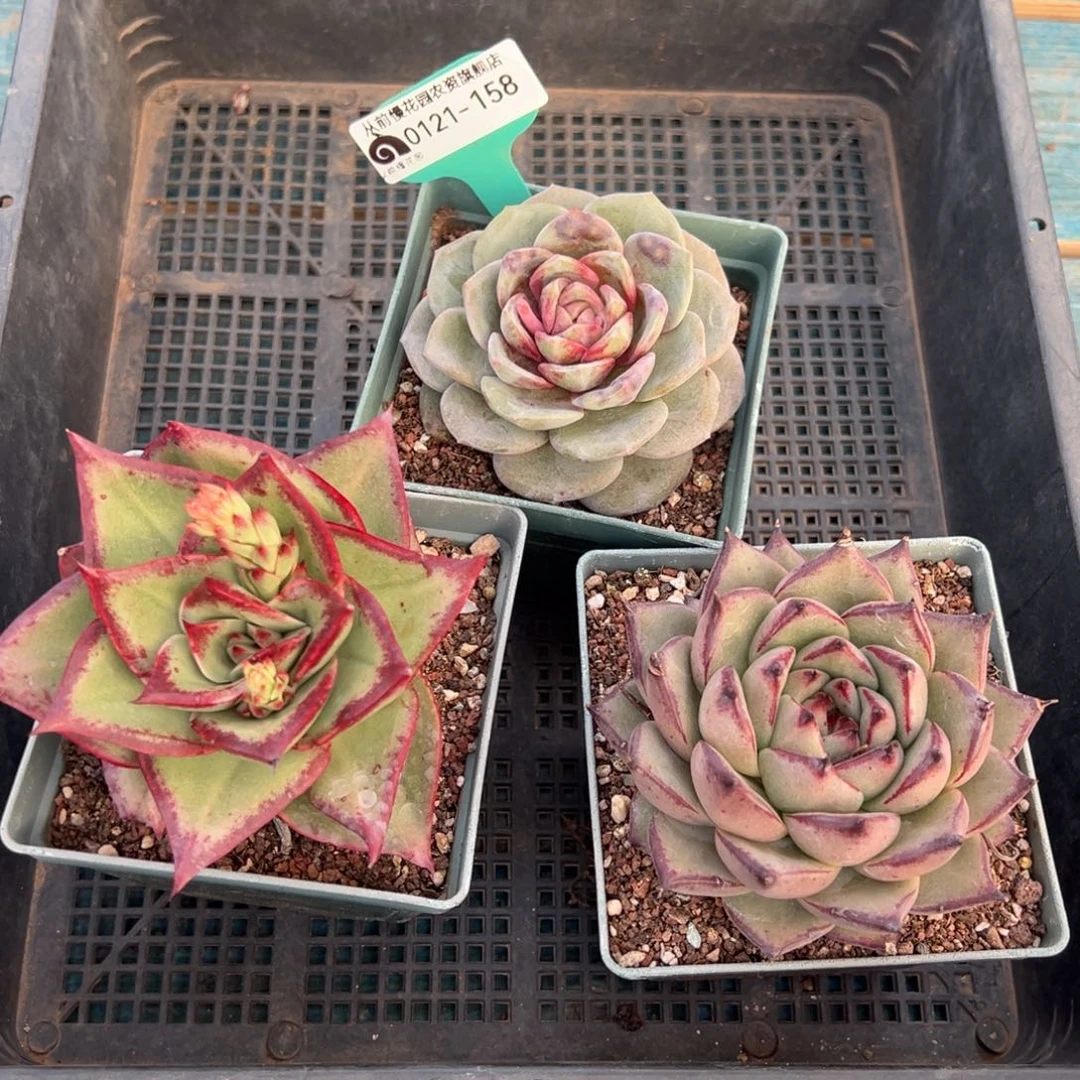 从前慢多肉精选编号0121.158